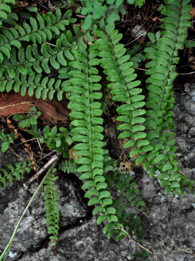 Image of Polystichum craspedosorum specimen.