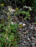 Cirsium echinus. Цветущее растение. Ингушетия, Джейрахский р-н, ур. Вовнушки, ≈ 1200 м н.у.м., подножие осыпающегося каменистого склона. 24.07.2022.