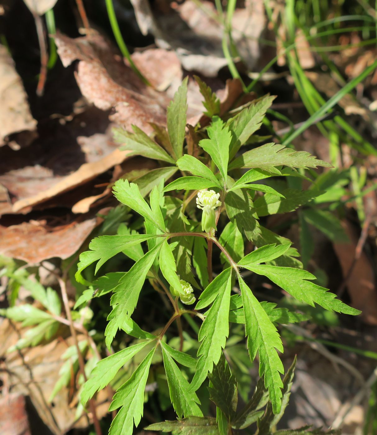 Image of Anemone reflexa specimen.