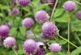 Gomphrena globosa