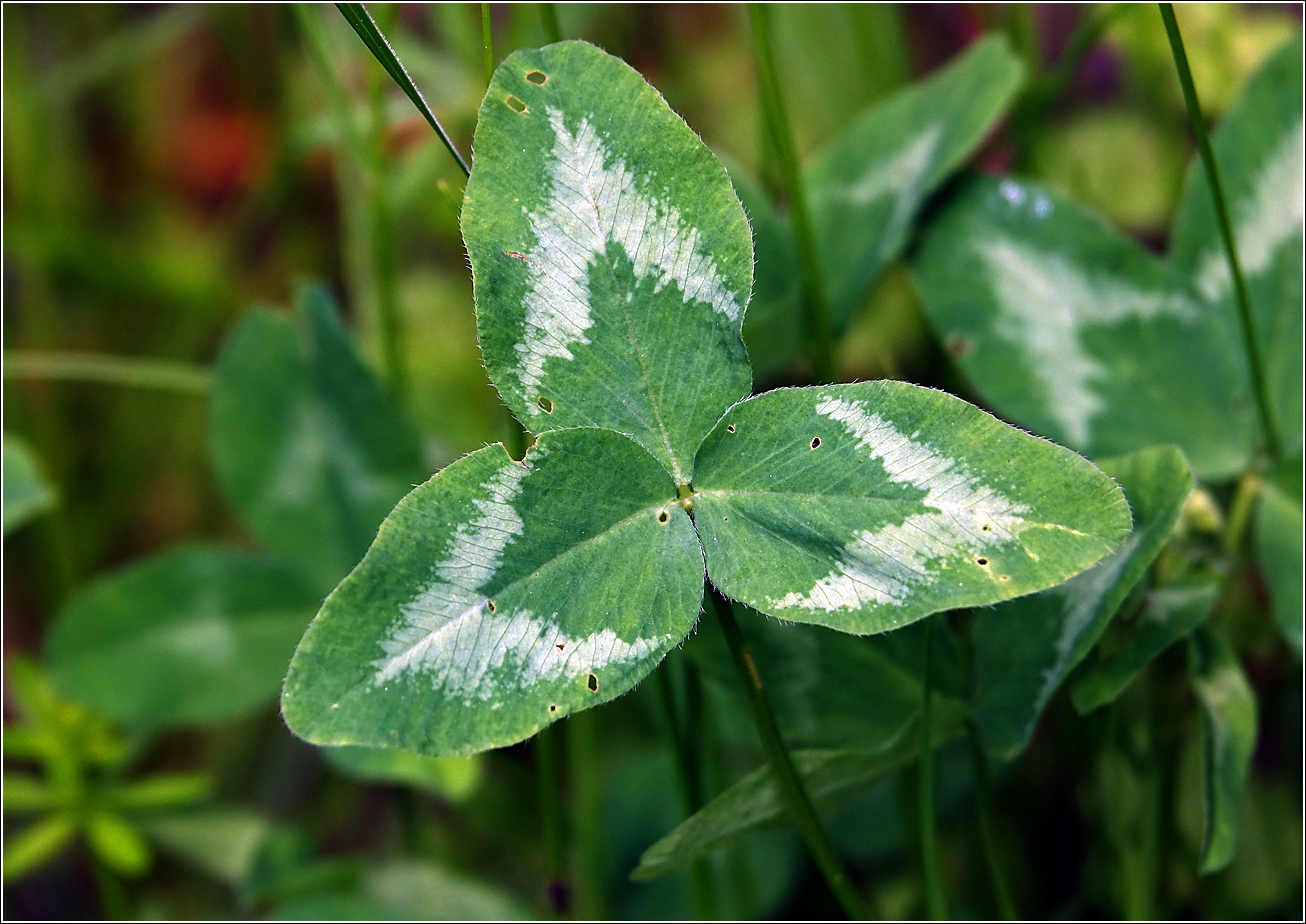 Image of Trifolium pratense specimen.