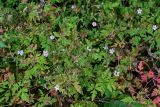 Geranium robertianum