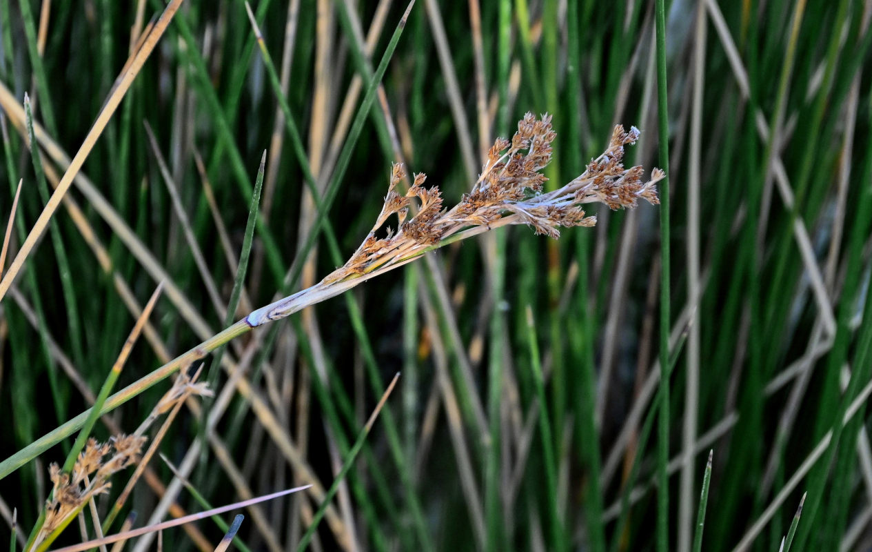 Изображение особи Juncus arabicus.