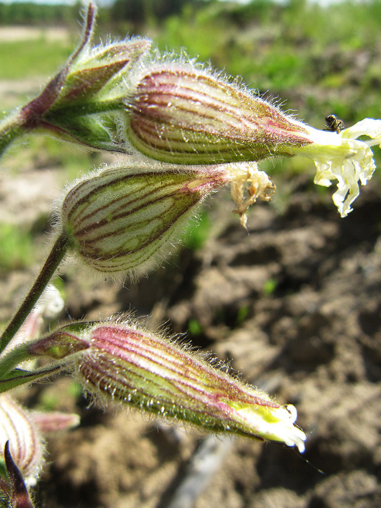 Image of Melandrium album specimen.