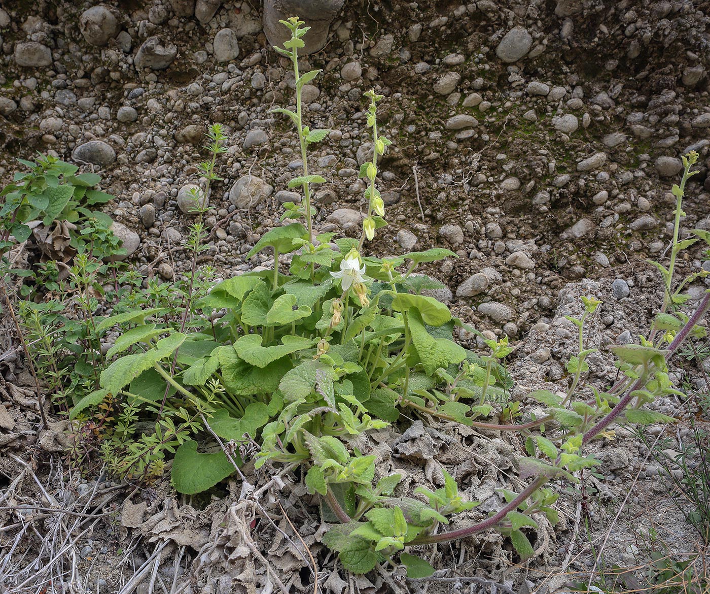 Изображение особи Campanula alliariifolia.