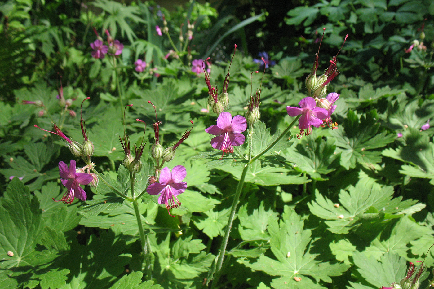 Изображение особи Geranium macrorrhizum.