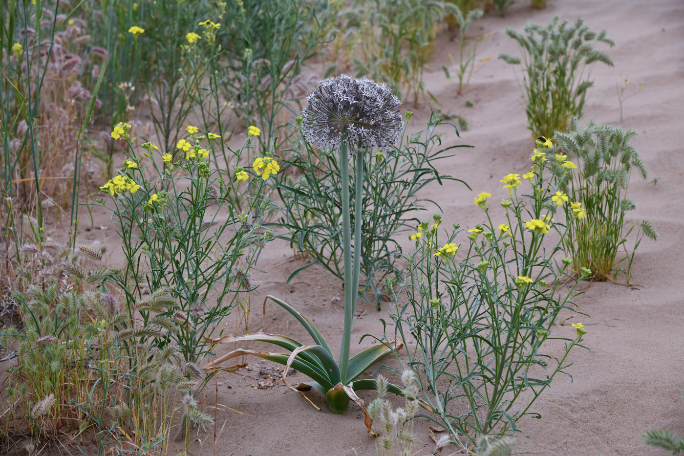 Изображение особи Allium subscabrum.