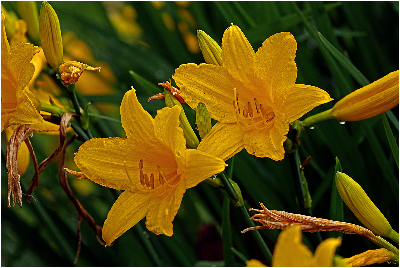 Изображение особи Hemerocallis &times; hybrida.