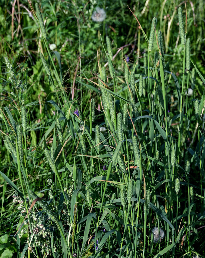 Image of Phleum pratense specimen.