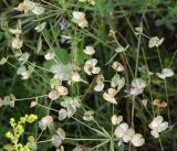 Euphorbia leptocaula