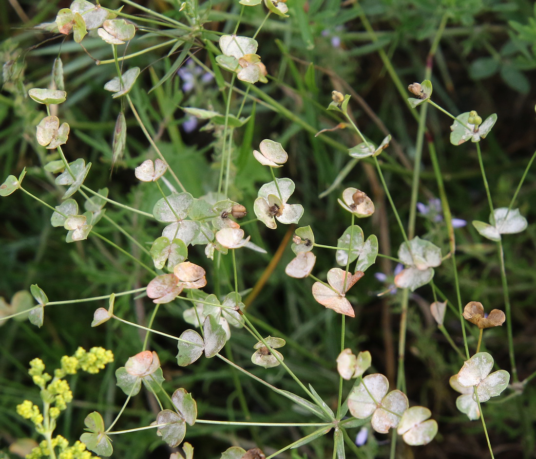 Image of Euphorbia leptocaula specimen.