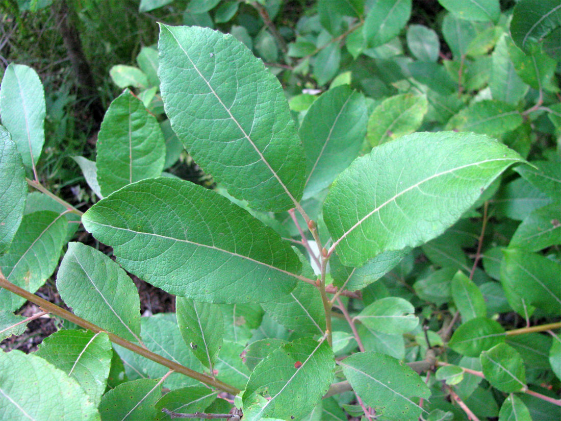 Image of Salix × bicolor specimen.