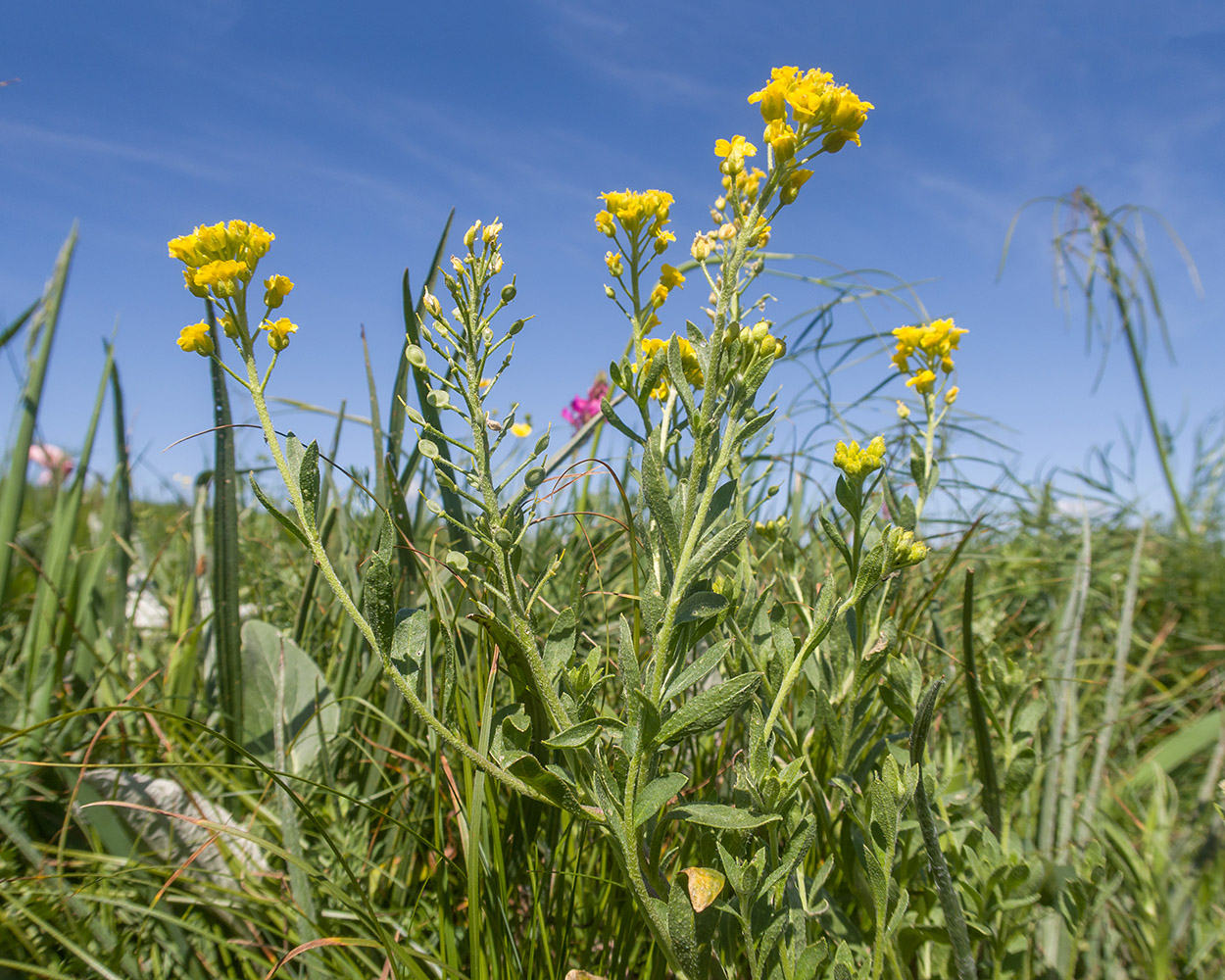 Image of Alyssum trichostachyum specimen.