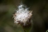 семейство Asteraceae