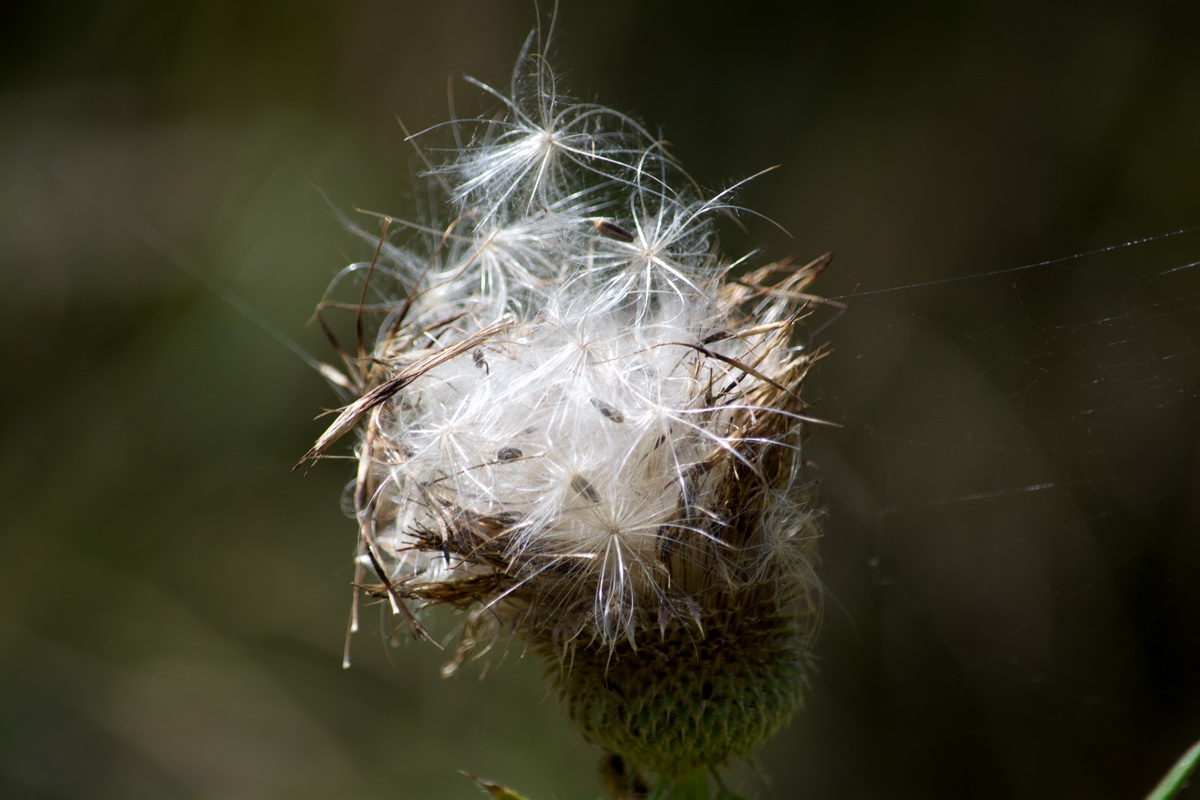 Изображение особи семейство Asteraceae.