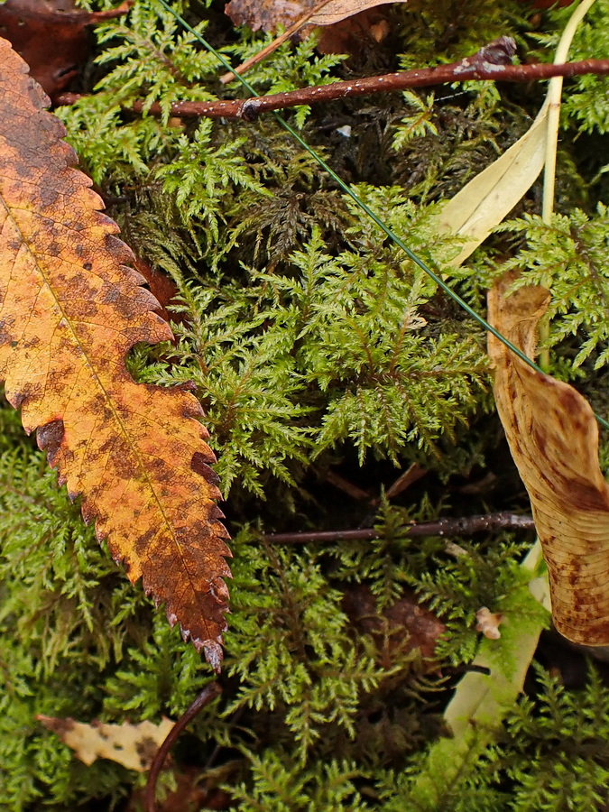 Image of Hylocomium splendens specimen.