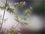 род Calamagrostis