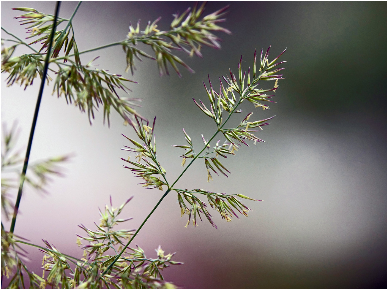 Изображение особи род Calamagrostis.