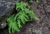 Selaginella biformis. Растения с формирующимися стробилами (?). Китай, Гуанси-Чжуанский автономный р-н, г. Синпин, широколиственный лес, каменисто-глинистый склон. 01.06.2024.