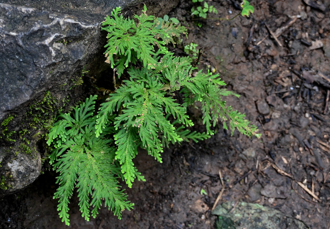 Image of Selaginella biformis specimen.