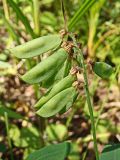 Vicia amurensis. Соплодие с незрелыми плодами. Хабаровский край, окр. г Комсомольск-на-Амуре, дол. руч. Тёплый ключ. 19.08.2024.