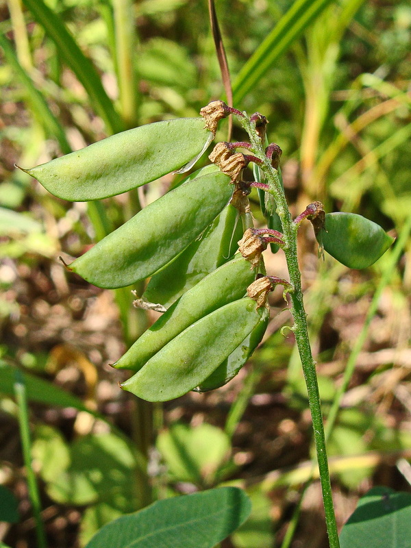 Изображение особи Vicia amurensis.