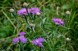 Centaurea jacea. Верхушки побегов с цветущими и развивающимися соцветиями. Московская обл., Сергиево-Посадский р-н, долина р. Пажа, луг. 20.07.2024.