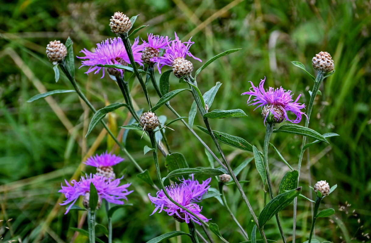 Image of Centaurea jacea specimen.