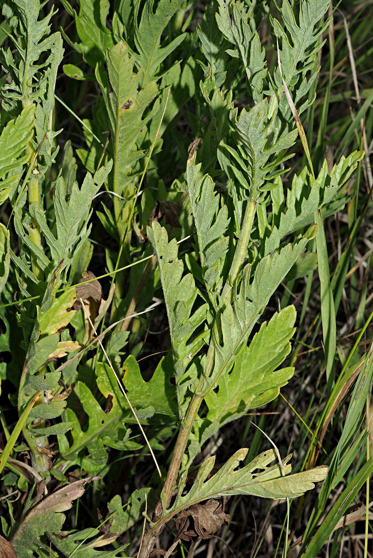 Изображение особи Senecio grandidentatus.