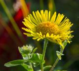 Inula britannica