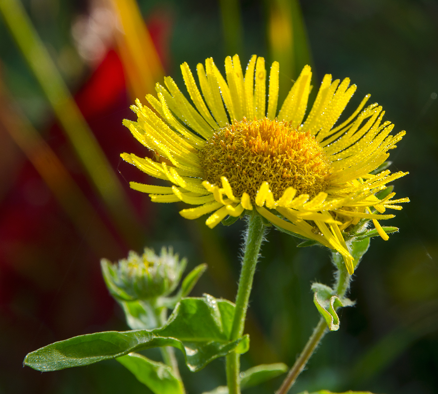 Image of Inula britannica specimen.