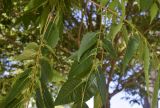 Zelkova serrata