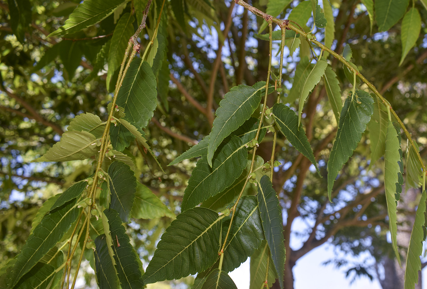 Image of Zelkova serrata specimen.