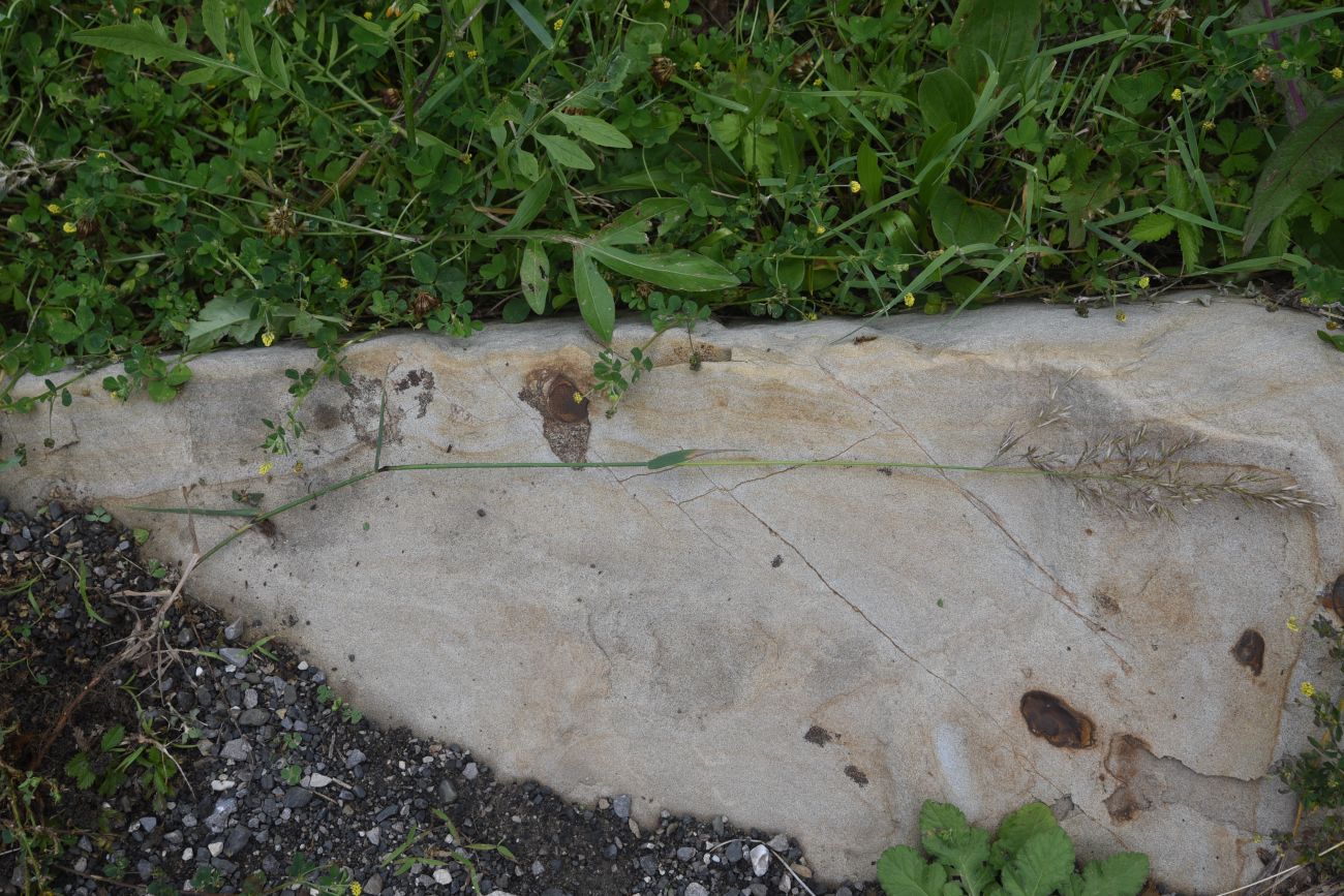 Image of familia Poaceae specimen.