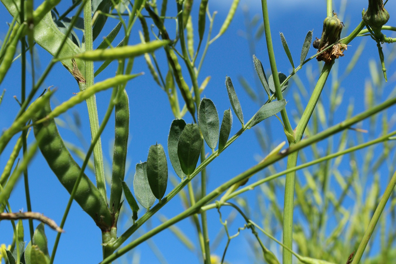 Image of Vicia sativa specimen.