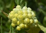 Helichrysum maracandicum