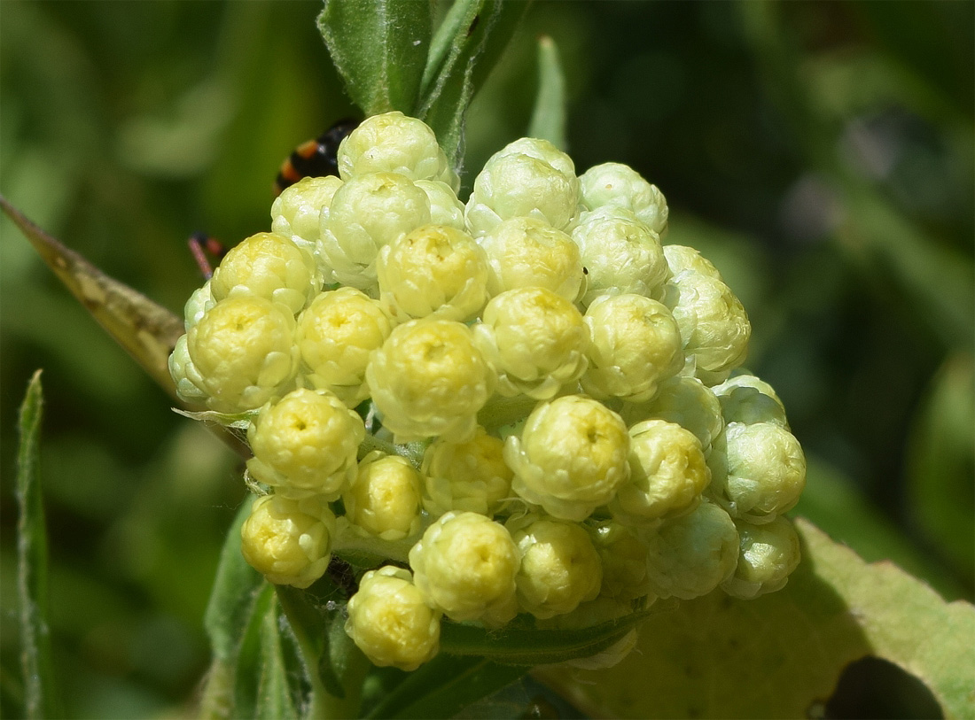 Изображение особи Helichrysum maracandicum.