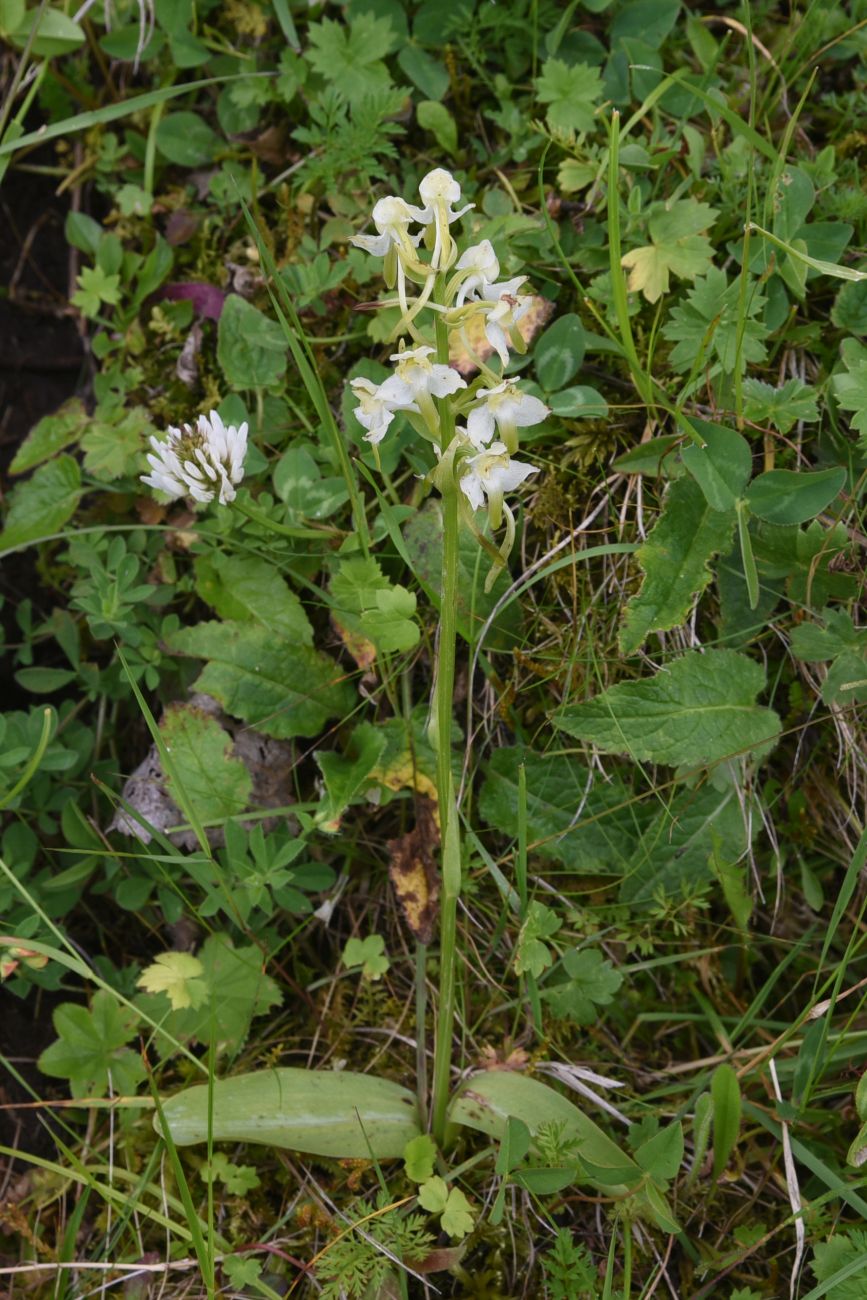 Изображение особи Platanthera chlorantha.