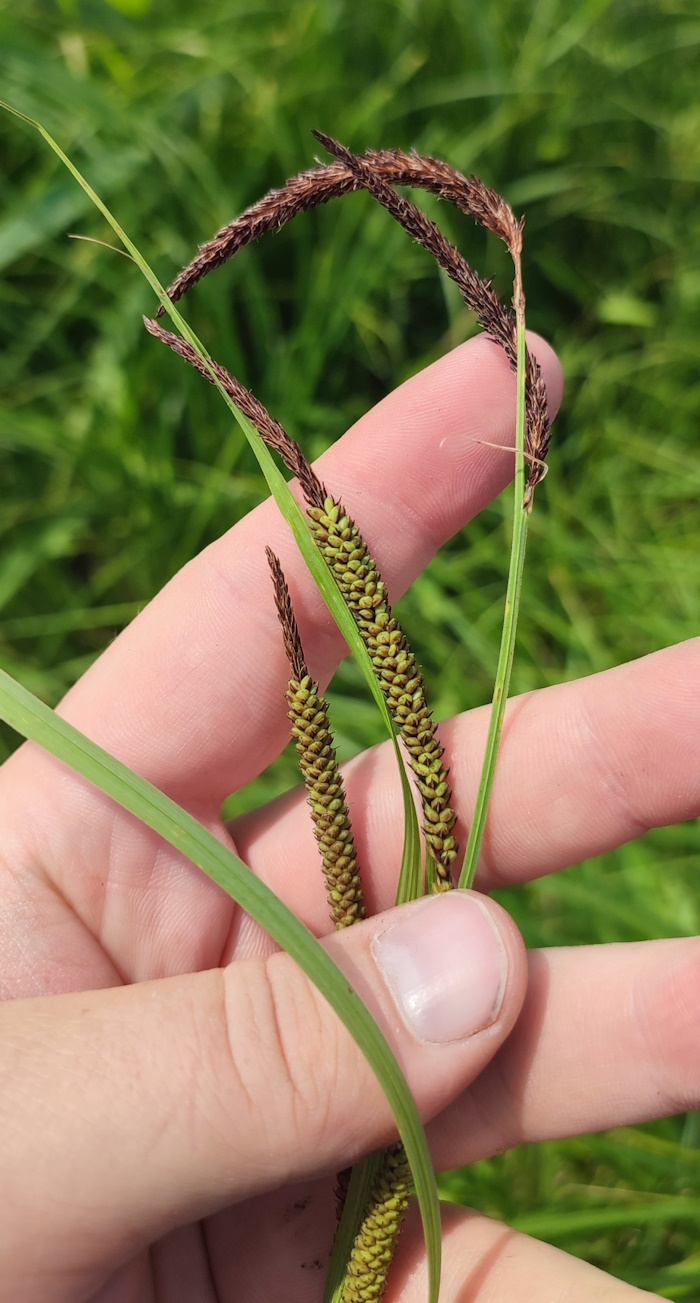Image of Carex acuta specimen.