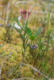 Andromeda polifolia. Плодоносящее растение с незрелыми плодами. Мурманская обл., Кандалакшский р-н, Княжегубское вдхр., оз. Нотозеро, небольшой заболоченный островок. 11.07.2024.