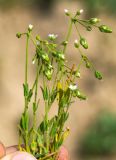 Holosteum glutinosum