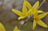 View full-size image genus Forsythia