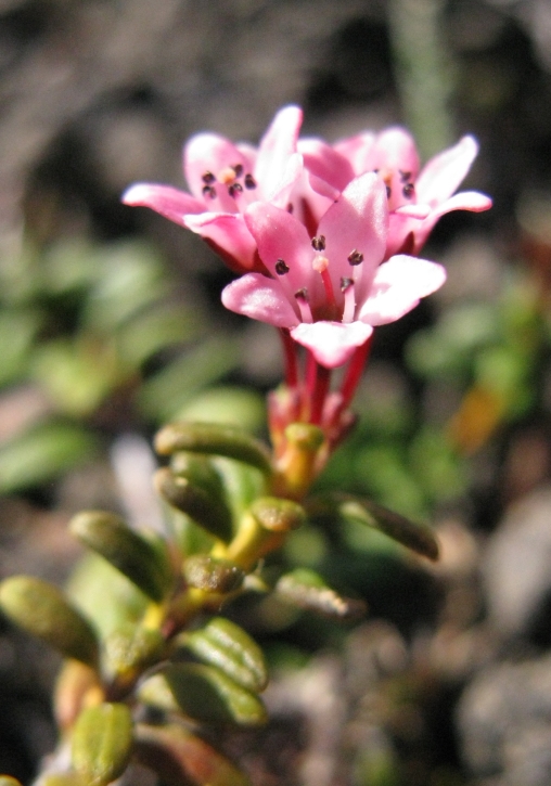 Image of Loiseleuria procumbens specimen.