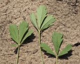 Смотреть изображение Potentilla incana