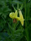 View full-size image Lilium monadelphum