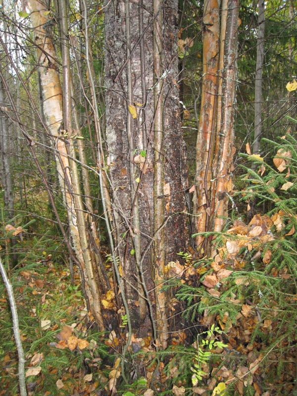 Изображение особи Betula pendula.