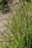 View full-size image Sesleria caerulea