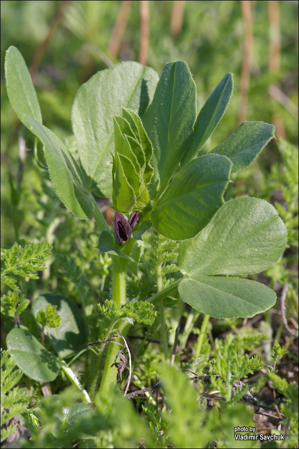 Image of Vicia narbonensis specimen.