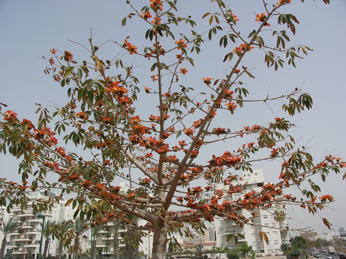 Image of Bombax ceiba specimen.