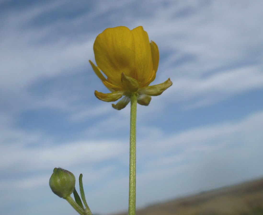 Image of Ranunculus repens specimen.